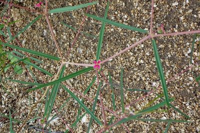 Euphorbia florida, photographed by Andrew Tree