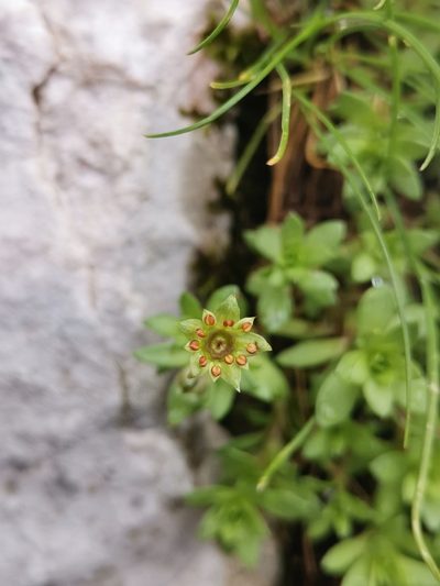 Saxifraga sedoides, photographed by Ljaž