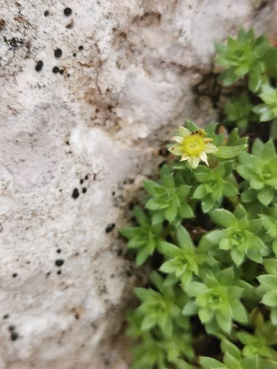 Saxifraga sedoides, photographed by Ljaž