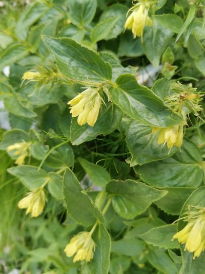 Paederota lutea, photographed by Ljaž