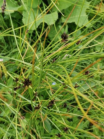Juncus jacquinii, photographed by Ljaž