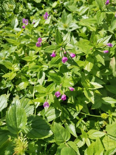 Epilobium alpestre, photographed by Ljaž