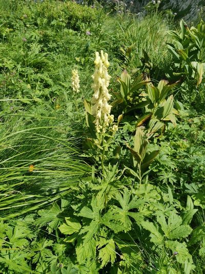 Aconitum lamarckii, photographed by Ljaž