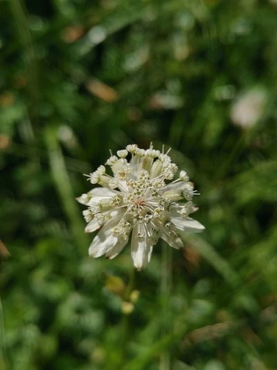 Astrantia carniolica, photographed by Ljaž