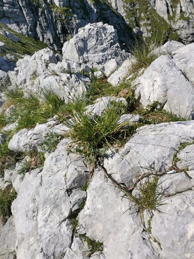 Carex sempervirens, photographed by Ljaž