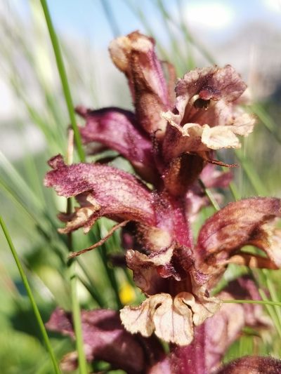 Orobanche pancicii, photographed by Ljaž