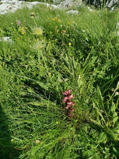 Orobanche pancicii, photographed by Ljaž