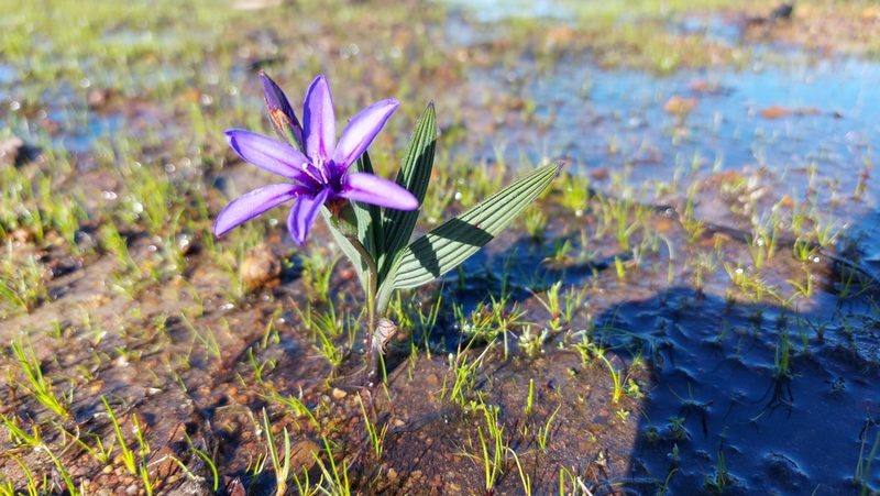 Babiana leipoldtii, photographed by Jacques van der Merwe