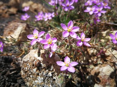 Spergularia fimbriata, photographed by Mirela
