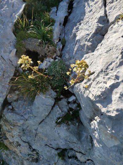 Saxifraga crustata, photographed by Ljaž