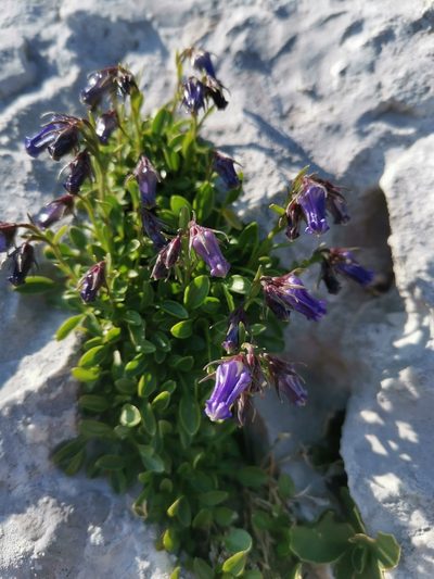 Favratia zoysii, photographed by Ljaž