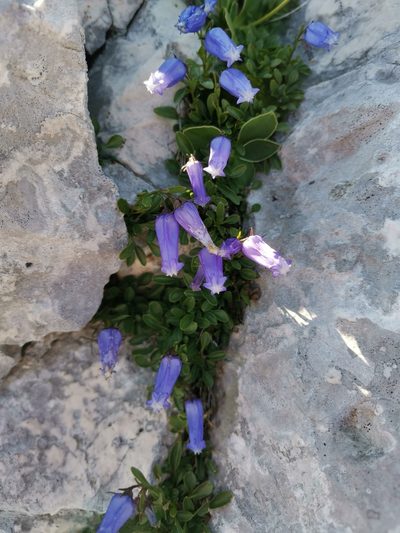Favratia zoysii, photographed by Ljaž