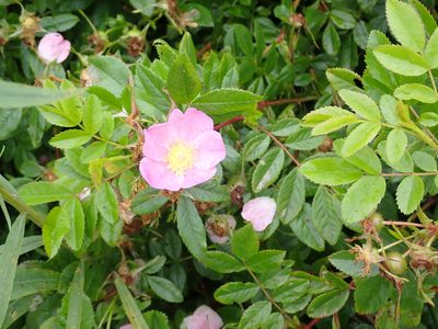 Rosa virginiana, photographed by Renee MacQuarrie