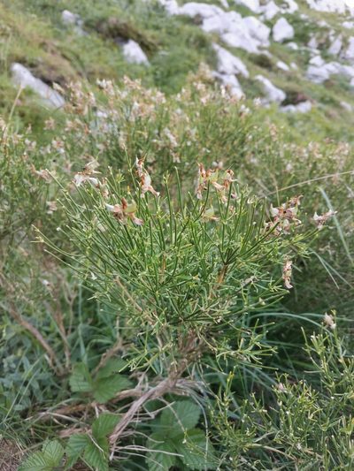 Genista radiata, photographed by Ljaž