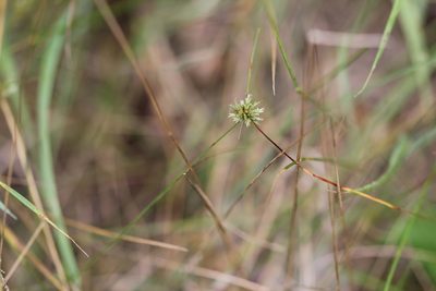 Cyperus lupulinus, photographed by Quinten Wiegersma