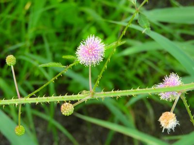Mimosa quadrivalvis, photographed by Francisco Farriols Sarabia