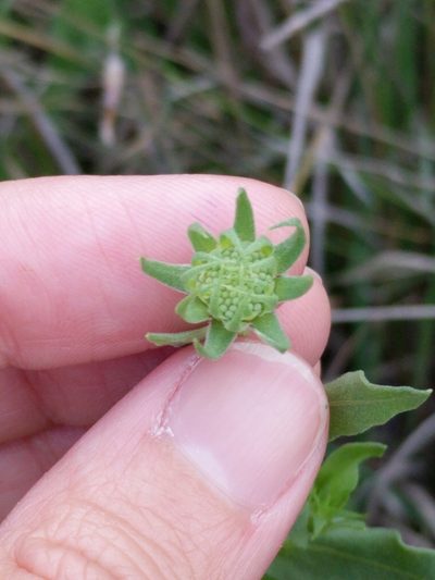 Gaillardia coahuilensis, photographed by Alison Northup