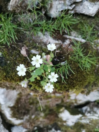 Saxifraga petraea, photographed by Ljaž