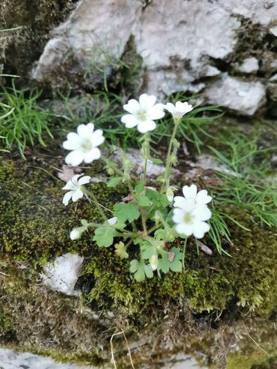 Saxifraga petraea, photographed by Ljaž