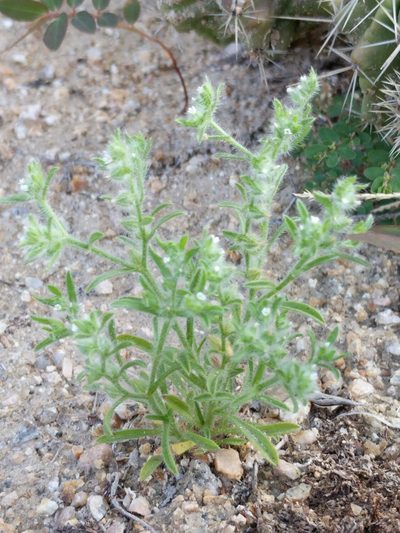 Johnstonella mexicana, photographed by Alison Northup