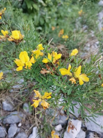 Genista radiata, photographed by Ljaž