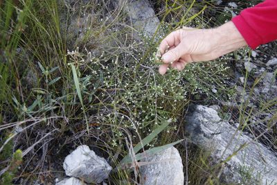 Phylica humilis, photographed by Tony Rebelo