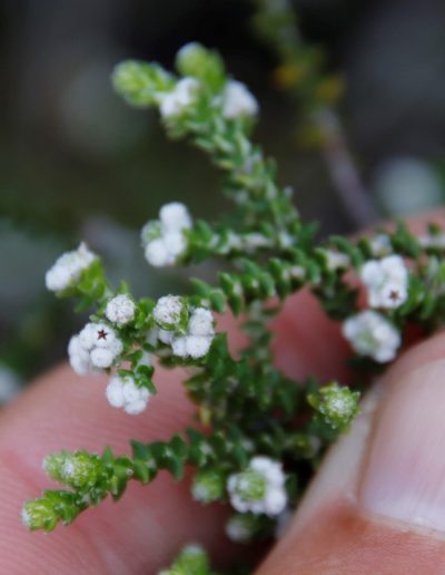 Phylica humilis, photographed by Tony Rebelo