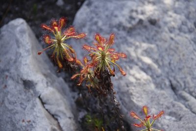 Drosera glabripes, photographed by Tony Rebelo