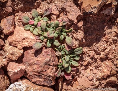 Cistanthe umbellata, photographed by Tim Messick