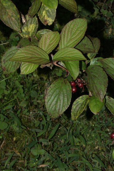 Viburnum erubescens, photographed by Ramnarayan K
