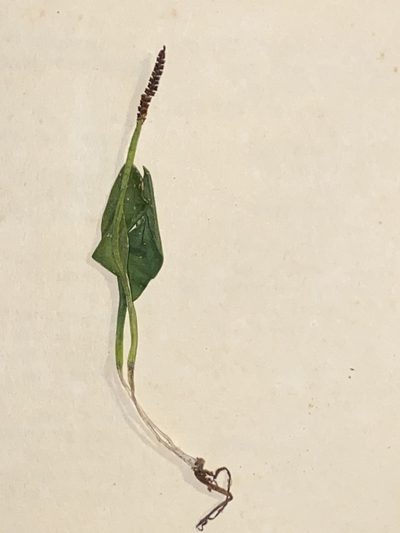 Ophioglossum nudicaule, photographed by Christina