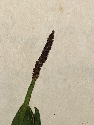Ophioglossum nudicaule, photographed by Christina