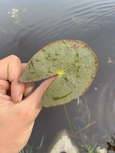 Nymphaea leibergii, photographed by Reuven Martin