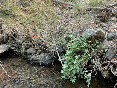 Aquilegia eximia, photographed by Roger Raiche