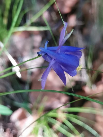 Aquilegia einseleana, photographed by Ljaž