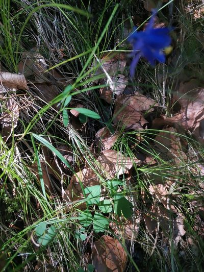 Aquilegia einseleana, photographed by Ljaž