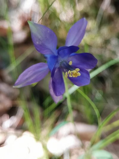 Aquilegia einseleana, photographed by Ljaž