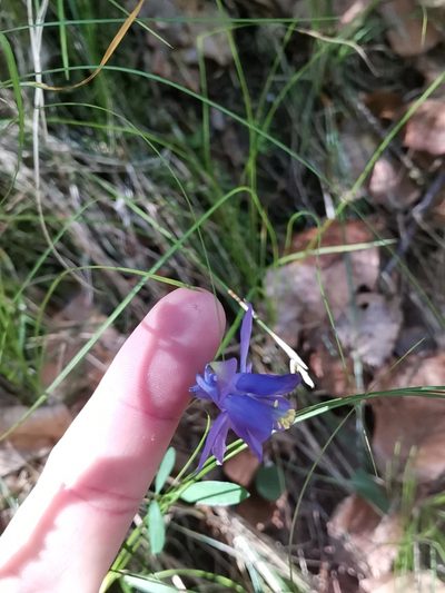 Aquilegia einseleana, photographed by Ljaž