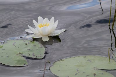 Nymphaea candida, photographed by Валерий Гончарук