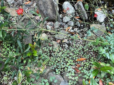 Aquilegia eximia, photographed by Roger Raiche