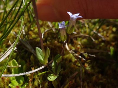 Comastoma tenellum, photographed by Thomas Koffel