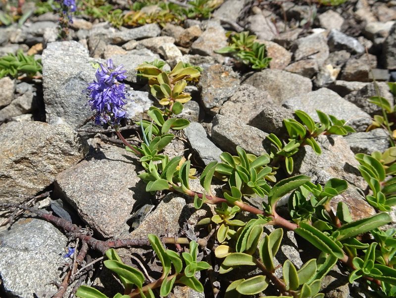 Veronica allionii, photographed by Thomas Koffel