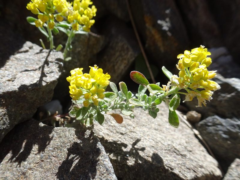 Odontarrhena alpestris, photographed by Thomas Koffel