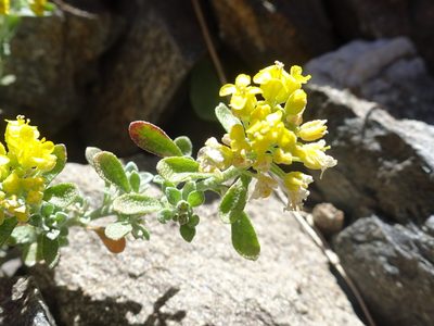 Odontarrhena alpestris, photographed by Thomas Koffel