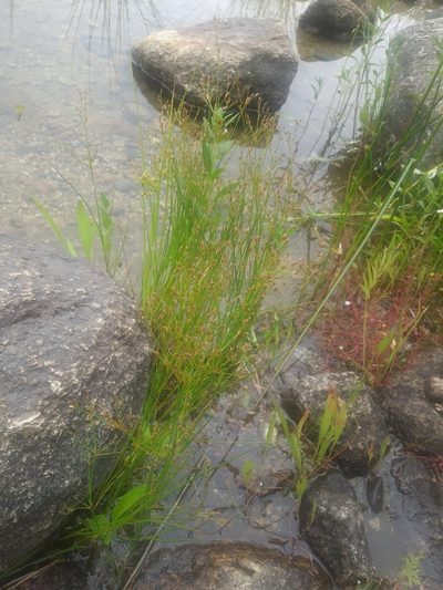 Juncus pelocarpus, photographed by Chris Hoess
