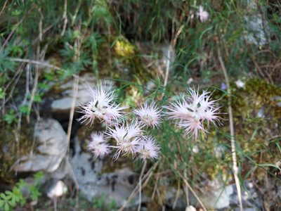Dianthus hyssopifolius, photographed by Francesco Cecere