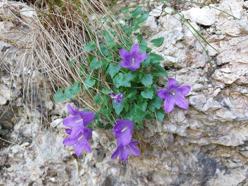 Campanula morettiana, photographed by Francesco Cecere