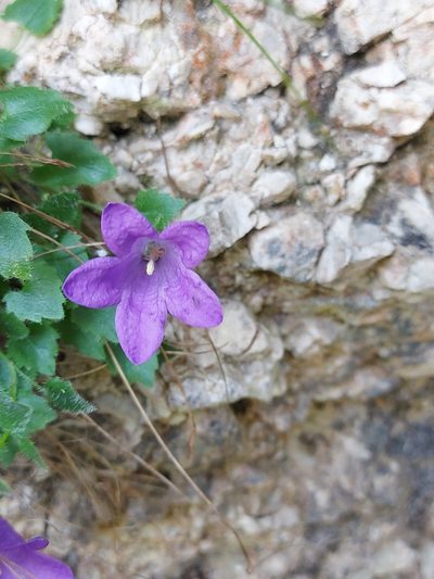 Campanula morettiana, photographed by Francesco Cecere