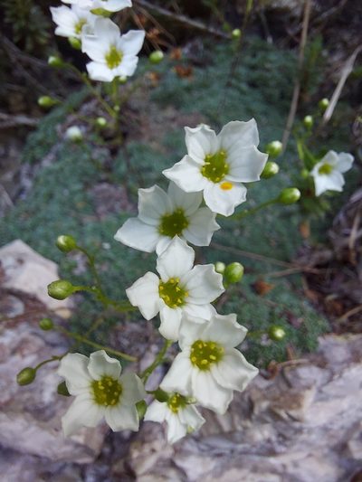Saxifraga squarrosa, photographed by Francesco Cecere