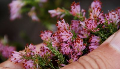 Erica labialis, photographed by Tony Rebelo